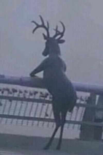 Deer Dairy