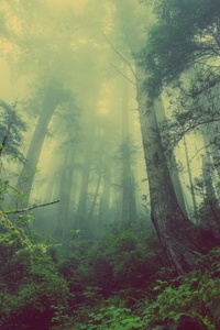 New Champion (LitRPG)