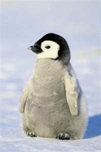 A Penguin's Celebration