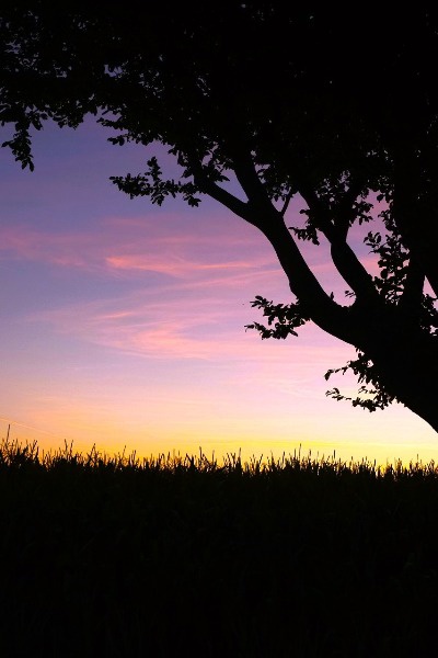 Wandering - A Skincrawler Tale