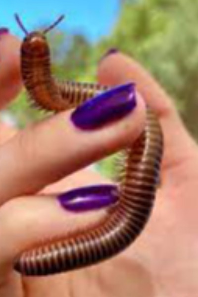 Centipede